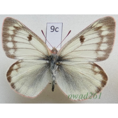 Colias tyche (Böber, 1812) Russia9c